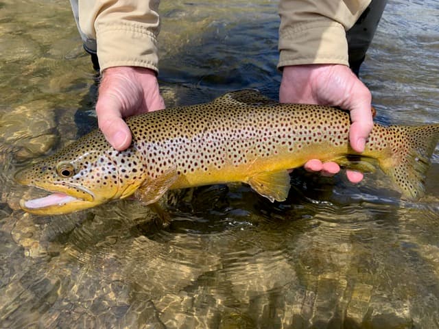 Are You Ready for the Big Hole Salmonfly Hatch?