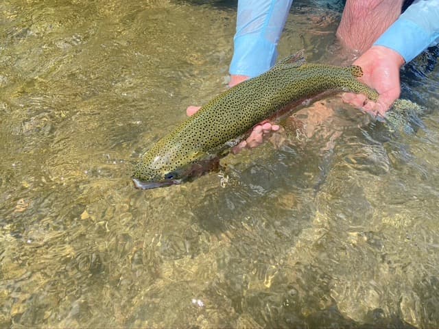 Dillon is Surrounded by the Best Montana Fishing Rivers